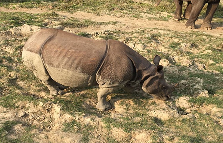 chitwan-national-package-tour1567763689.jpg